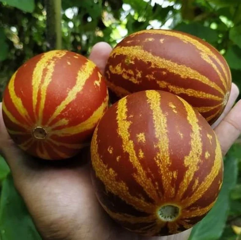 Autumn melon