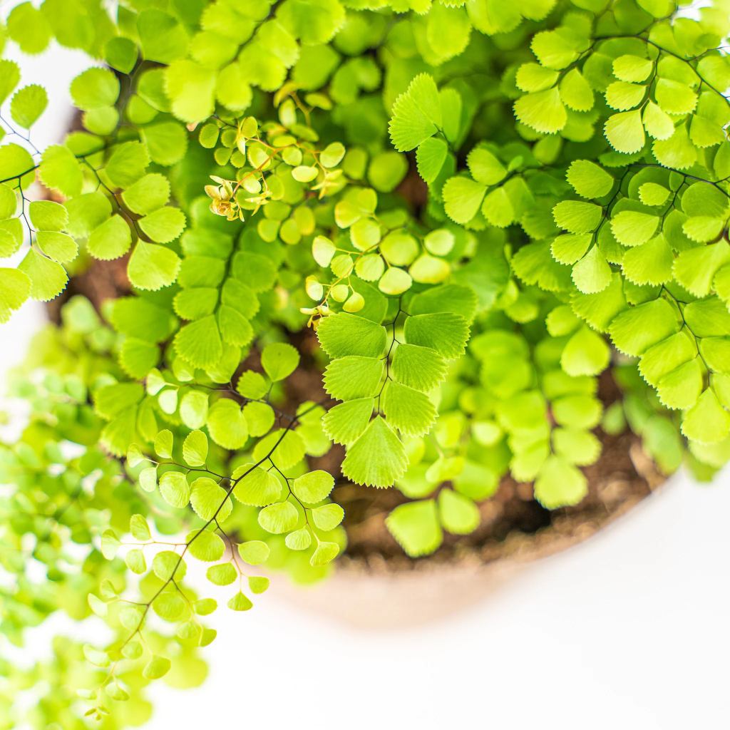 Himalayan Maidenhair Fern