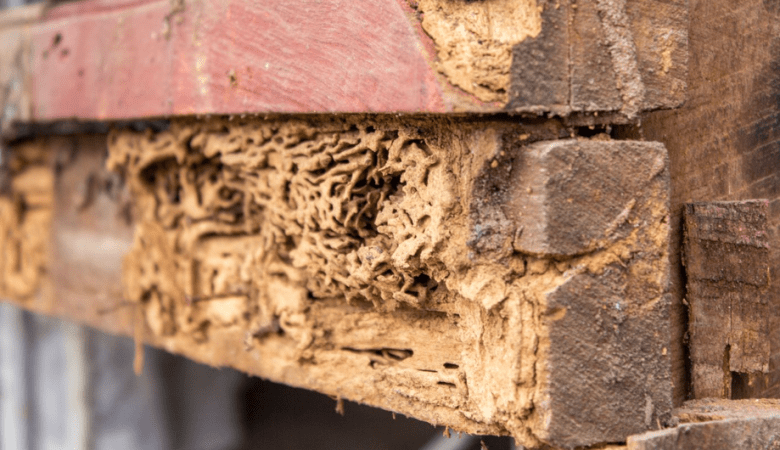 Termite Treatment