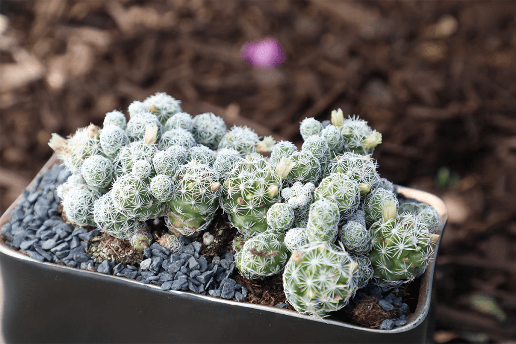 Thimble Cactus